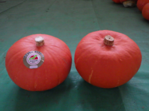 幻の奥会津金山 赤カボチャ 大玉『１個入り』3kg以上 『特選』