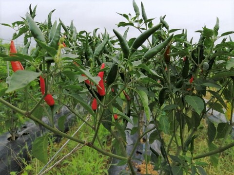 生唐辛子：プリッキーヌ（青）200g