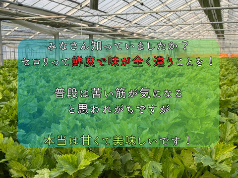 もうスーパーには戻れない！？本物のセロリ！