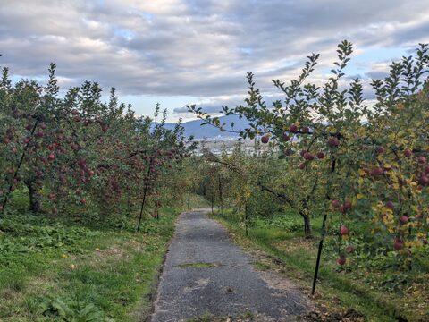 果汁100％「完熟サンふじ」りんごジュース600ml×6本