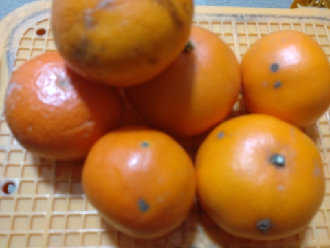 【訳あり】【数量限定】　広島県産　マイルド清見　5kg(箱込み)