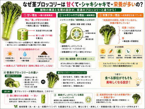 【6月限定3セット　500円引き　60サイズ】神奈川県産　茎ブロッコリー（スティックセニョール）