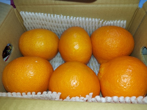 浜ノまどんな　「愛媛果試第28号」
家庭用　2ｋｇ  
2025年11月末発送予定！