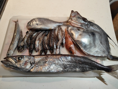 【魚ガチャ】欲張って2袋！何が入っているかわからない［未利用魚］おかず