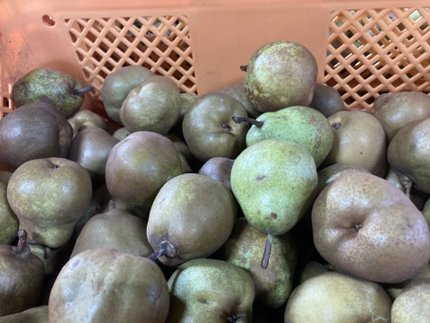 超農薬削減栽培6回のみ　訳あり小玉丸かじりラフランス 箱込4キロバラ詰め！　安心安全に丸かじり！