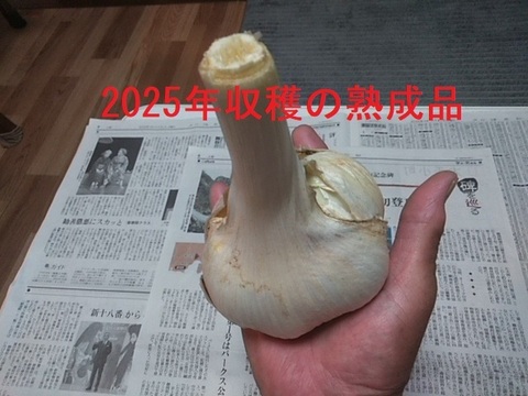 千葉県産 にんにく 割れ 20kg _1024_230605234114.JPG