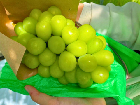 【シャイン彩りセット】スカーレットとシャインマスカット2色セット 1kg〜