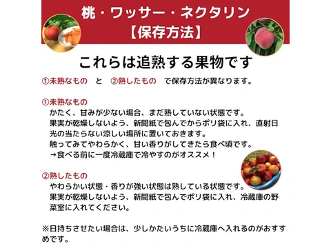 【2025年産予約】なつっこ（白桃）訳あり 約2.8kg(5-14玉) 8月上旬頃発送開始予定 生まれも育ちも長野県な白桃#NPN0B028