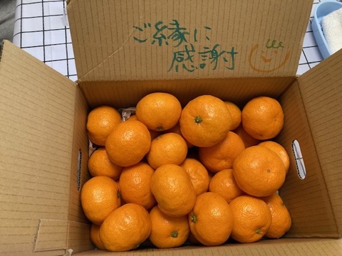 【感動のみかん】S～Mサイズ3kg とみ子ばぁばの宮川早生みかん糖度12度以上/有田産