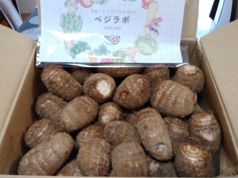 （M）独特のぬめりとねばり！！さといもMサイズ（３Ｋｇ）