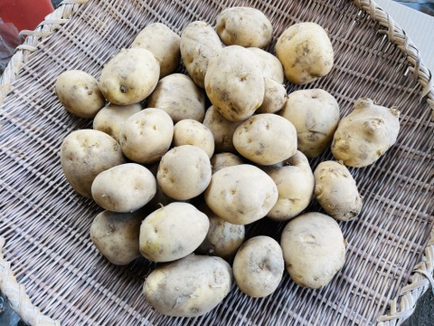 ジャガイモ「男爵」4500g 横浜市内産　ホクホク食感