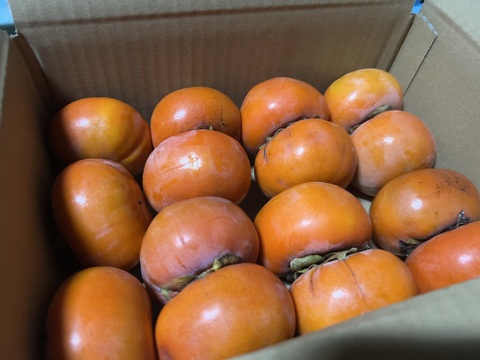 食べきり&おっそわけ小箱！【訳あり】小さい富有柿　15個入り