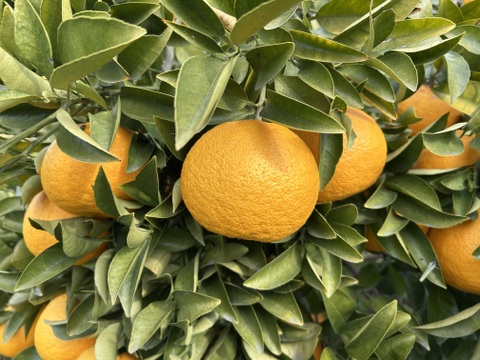 樹上完熟　木なり甘夏！　酸っぱさの中にほのかな甘みが
果汁たっぷりでとってもジューシー。
350〜500g の大玉を5kg（箱込み）でお届け。