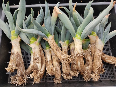 ✨農薬・化成肥料不使用の下仁田ネギ1.5kg（サイズ混合）✨