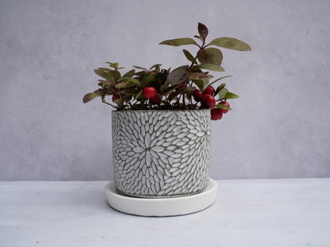 ミニ盆栽【チェッカーベリー × 白花模様陶器】高さ約17cm×横約15cm【夜市限定】