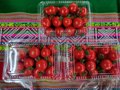 完熟ミニトマト1ｋｇ+きゅうり20本+ズッキーニ8本★　パチャママ農園