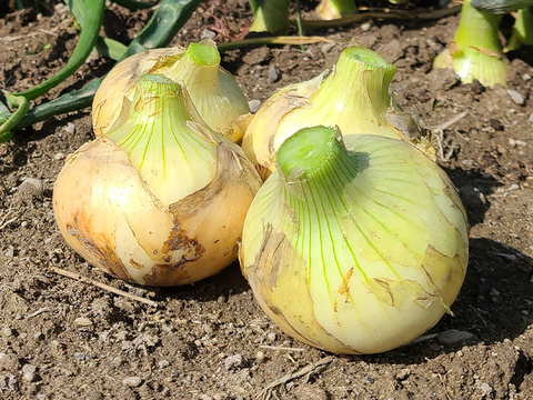 【訳あり】淡路島産新たまねぎ 5kg 兵庫県認証食品 ひょうご安心ブランド