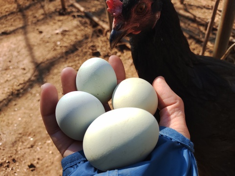 【36個】オメガ３が普通の卵の４倍！24時間放牧養鶏卵、(6個×6パック)アローカナの産む幸せの青い卵、下田ブルー！！