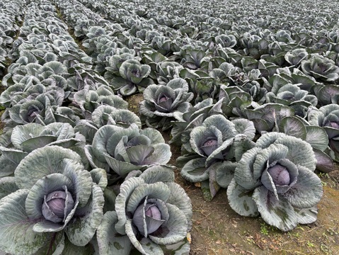 彩り鮮やか！　レッドキャベツ（紫キャベツ）厳選大玉　2玉入り