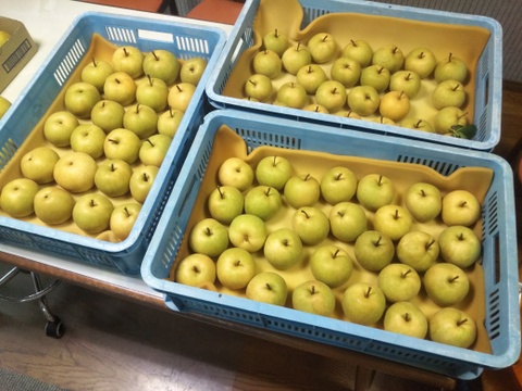 幸水梨 6～8玉 2.5ｋｇ