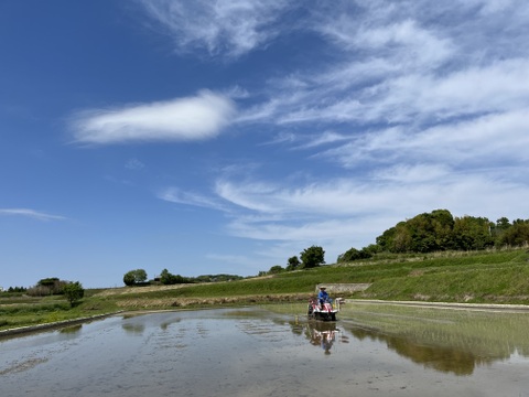 【淡路島五色産　コシヒカリ！　〜令和6年新米予約〜　】白米　約5kg をお届け