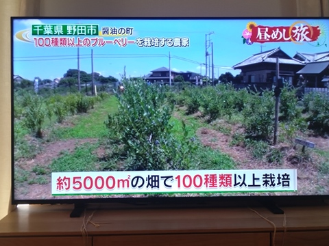 化学肥料・農薬不使用！　冷凍ブルーベリー１ｋｇ
