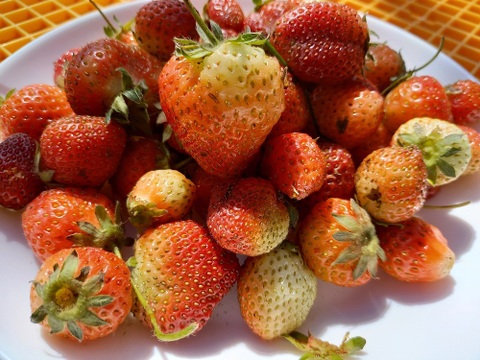 絶対店頭には出ない　ぶぞろいの苺たち（2種類ミックス）🍓　収穫してその日のうちに出荷！　60サイズ（約400ｇ）
