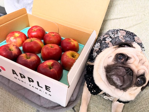 10月中旬発送🍎紅玉🍎3kg すっぱいりんご❗低農薬で皮ごと安心✨キズなし良品🎁 予約 旬 人気 お菓子作りにも最適🍴特別栽培認証