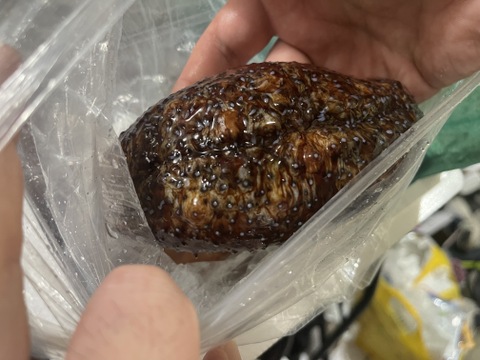 小泊産‼赤なまこ3kg（大、小込み）
4月末まで