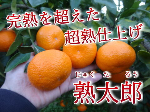 濃甘っ！黄金熟成で晩生品種のみかん本来の甘さや旨さを最大限に！食べるみかんジュース！これぞ！まさにトップ・オブ・ザ・みかん！超熟みかん「熟太郎（じゅくたろう）」　お試し品　サイズ混合　５kg【818】