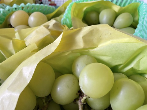 お買い得!まるせい果樹園のぶどう　おまかせ　訳あり　約2.2キロ　房の詰め合わせ(房数不定)  os2