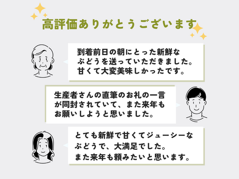 《ギフト》種なし巨峰（２〜３房）長野県須坂市産・クール便