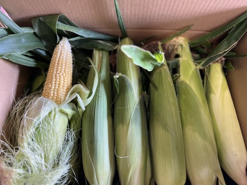 【訳あり】とうもろこし　群馬県東吾妻町産　20本