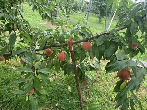 【BOX入り・にこにこ☆飲むもものジュレ】さっぱり・ジューシー令和7年産樹上完熟川中島白桃を贅沢に使った飲むジュレ・ご家庭用に・プチギフトとしても　130g×2 BOX入り
