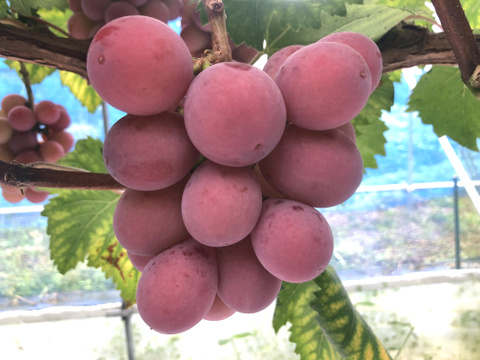 リピーター多数！濃厚果汁クイーンニーナ　1㎏2～3房　『クール便』