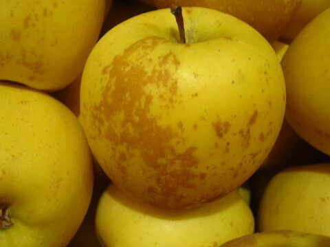 はるか(有袋) 樹上完熟 小玉 家庭用 総重量 約4kg 青森県 南部地方産 自家りんご農園生産直送品！