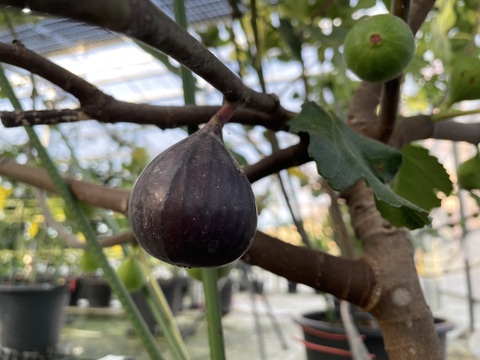 【New】定番いちじく×初登場金柑のドライフルーツセット○⚪︎国産・農薬不使用・無添加・濃縮・美容　自宅用、贈答用