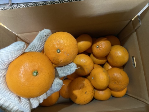 糖度１３度以上！柑橘の王様せとか【家庭用】２．５ｋｇ