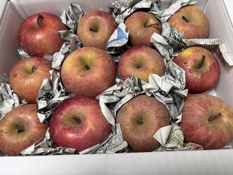 まるせい果樹園の節分りんご(春りんご)　訳あり　3㌔　自家用　家庭用 hs2