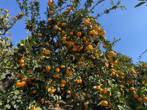 【12月はこの品種！】中生みかん（尾崎温州）5キロ