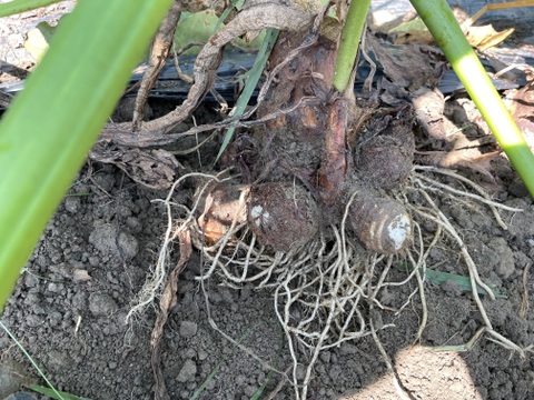 はなうさ様、里芋3㎏、にこまる5㎏、生姜1㎏【専用でっす】！