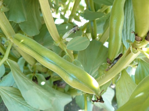 【規格外】新鮮！そら豆(家庭用・さや付き２Kg）千倉一寸