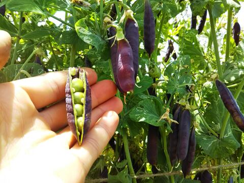 実えんどう2種セット！！　さやが紫！？ 紫えんどう豆 ツタンカーメン(650g)、フルーツ実えんどう（650g）