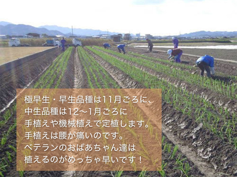 【3kg】淡路島産たまねぎ 特別栽培 兵庫県認証食品 レシピ付き！