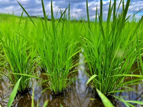 自然栽培米「宇米ーうまいー」　大分県宇佐市産ヒノヒカリ玄米１０㎏