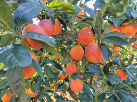 【アワード受賞福袋】ブラッドオレンジ「モロタロ福袋」　約5kg