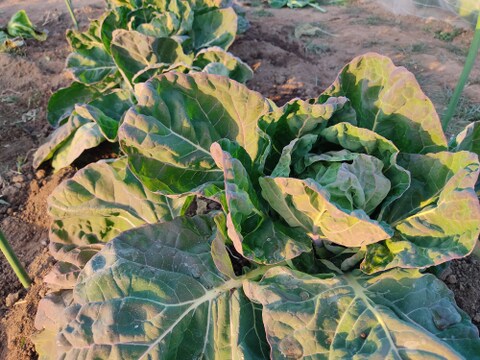 ✨農薬・化成肥料不使用の新鮮芽キャベツ約300g+コカブ約1㎏✨冬の温かい食卓セット😊
