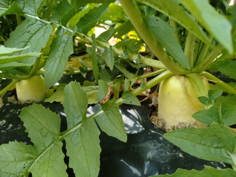 お正月お野菜セット【農薬不使用】２６日or２７日発送