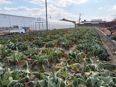 【訳あり】京都府産　美しすぎる山城の紫カリフラワー　2株
