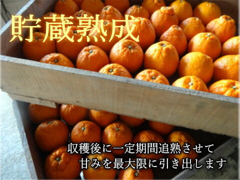 【２箱まとめ買い】極上のプレミアム果実！過去最高糖度は１８度！プリッと果肉で食べ応え十分！樹上完熟させた濃厚な甘み！当園自慢「甘熟デコ」厳選プレミアム　レギュラー箱　約３ｋｇ２箱セット【422-2】